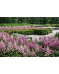 Astilbe Cattleya в композиції